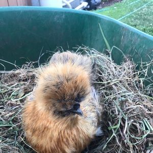 Meet your Posher, Erica